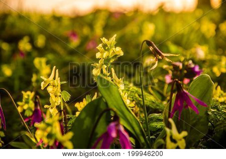 Spring Flowers In The Forest. Beautiful Yellow Wildflowers. Beautiful Snowdrops . Green Juicy Grass.