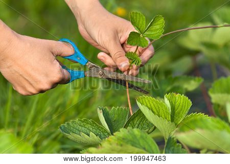 hands cutting strawberry with scissors in the garden