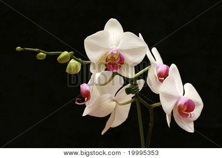 Orchid