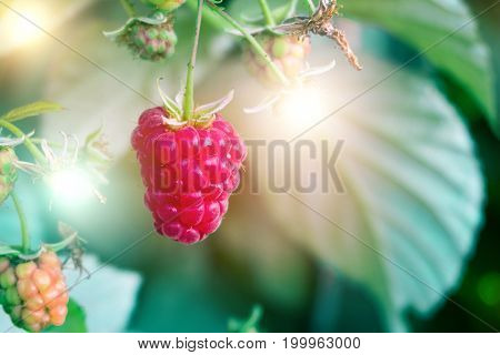 branch of ripe raspberries in a garden, banner.