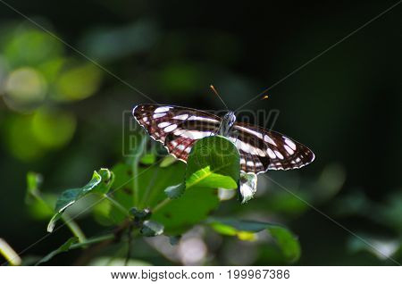 Neptis sappho, Common Glider butterfly resting on a leaf. Black and white butterfly in natural habitat