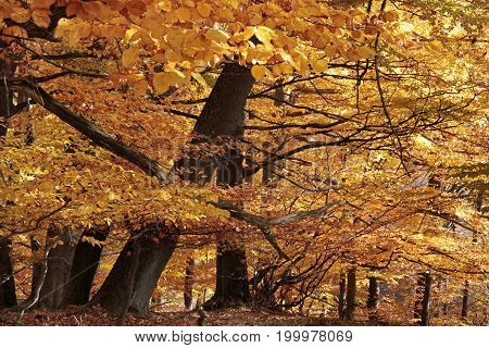 Autumnal Beech Forest