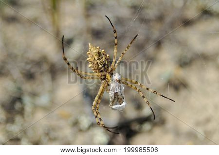 Spider is eating moth on cobweb in nature. Spiders in wild nature. Regional Landscape Park of Kinburn Foreland in Ukraine.