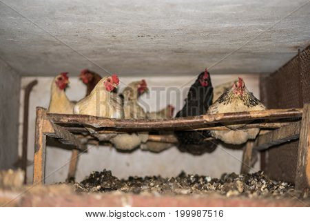 Hens In The Hen House, Household