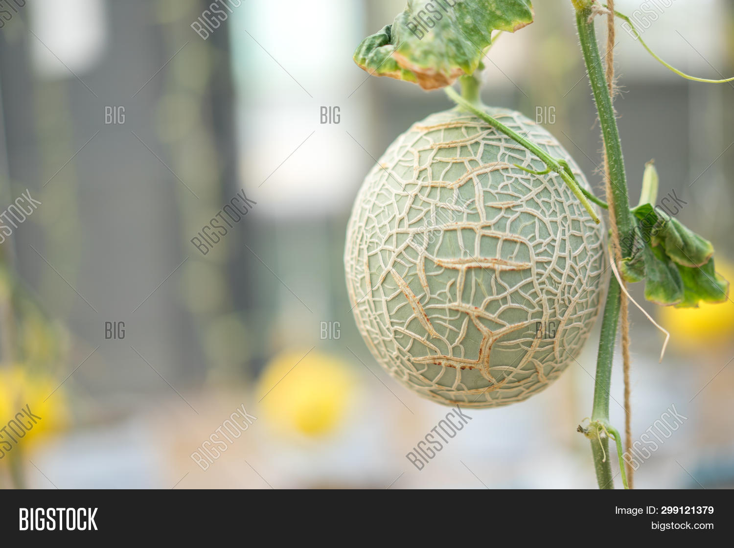 Fresh Melon, Green Image & Photo (Free Trial) Bigstock