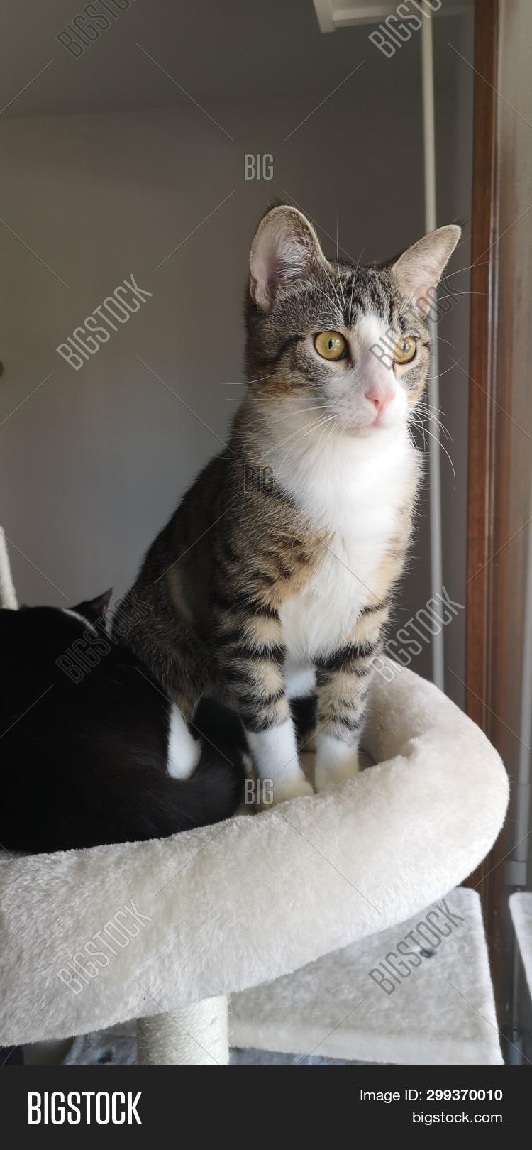 Chat Couche Image Photo Free Trial Bigstock