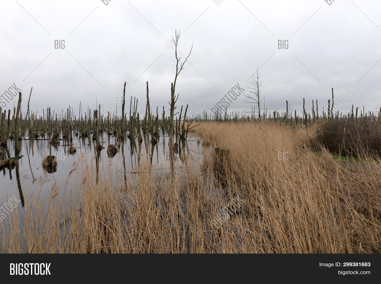 Dead Trees Lake. Dead Image & Photo (Free Trial) Bigstock