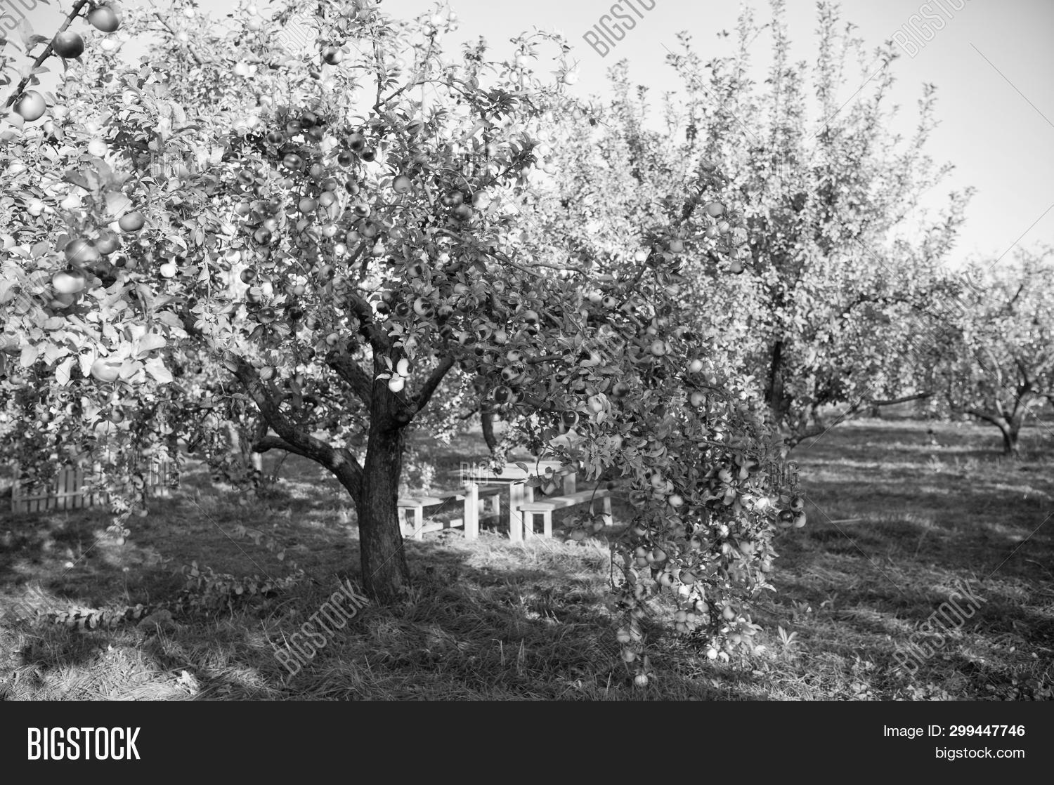 Apple Garden Nature Image & Photo (Free Trial) Bigstock