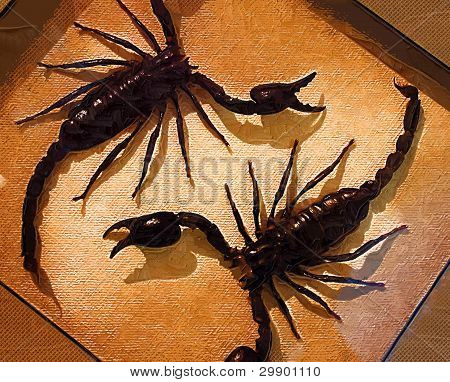 Scorpions