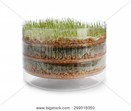 Fresh Wheat Grass In Sprouter On White Background