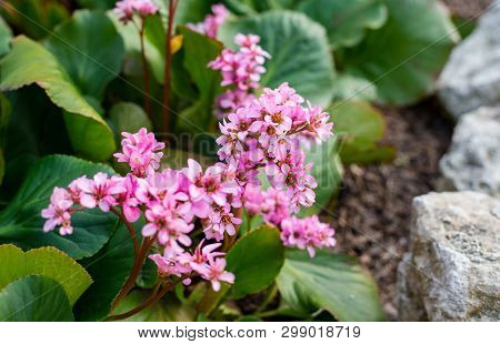Bergenia Rotblum Flowers, Elephahants Ears. Wild Medicinal Plants