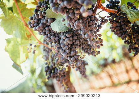 Winegrowing In Summer: Ripe Vine Grapes On A Farm