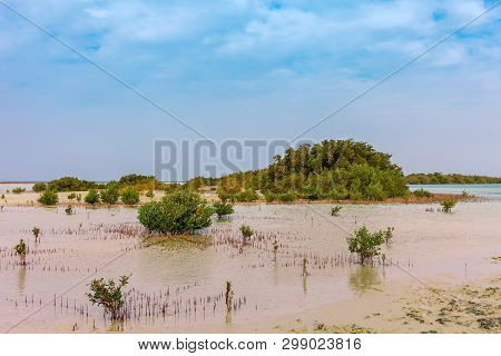 Red Sea Coast And Mangroves In The Ras Mohammed National Park. Famous Travel Destionation In Desert.