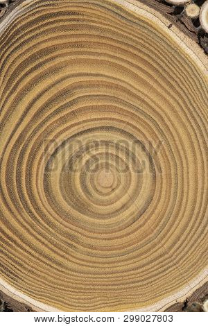 Board With Sawed Branches By Juniper And Acacia