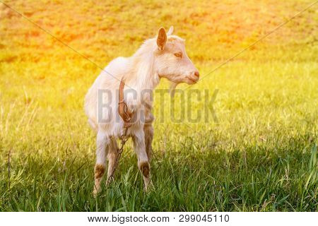 Goat Grazing On A Green Meadow On A Sunny Day