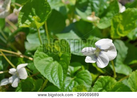 Bush Of Flowers Violets Gloriole In The Spring Closeup