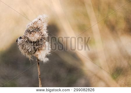 Natural Background - A Stalk Of Dry Last Years Grass With A Tassel Of Seeds In The Spring In The Fie