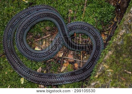 Macro Image Of A Very Venomous Banded Malaysian Coral Snake