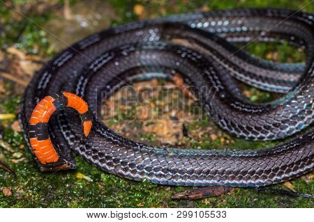 Macro Image Of A Very Venomous Banded Malaysian Coral Snake