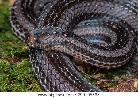 Macro Image Of A Very Venomous Banded Malaysian Coral Snake
