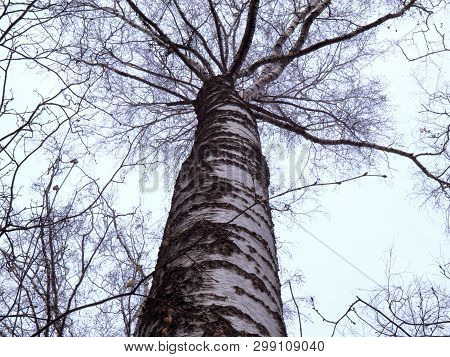 Abstract Photo Of A Trunk And Branches Of A Birch Without Leaves. May Be Suitable For Designers Or A