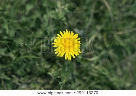 Yellow Dandelions (leontodon) First Spring Flowers In Green Grass On Nature.close-up