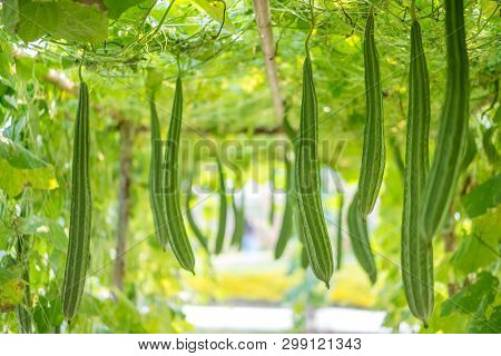 Fresh Luffa Acutangula Or Angled Gourd In A Vegetable Garden, Ready To Harvest.