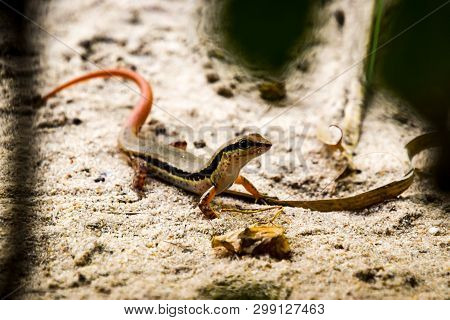 Lizard With Red Tail On Sandy Ground