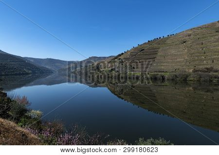 View Of Douro River With Terraced Vineyards Near The Village Of Pinhao, In Portugal; Concept For Tra