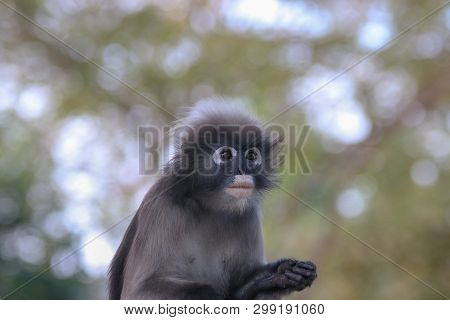 Trachypithecus Obscurus Sitting On A Stump Looking