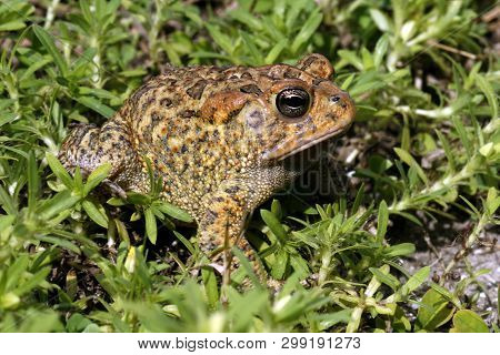 A Southern Toad, Anaxyrus Terrestris On The Ground In South Florida