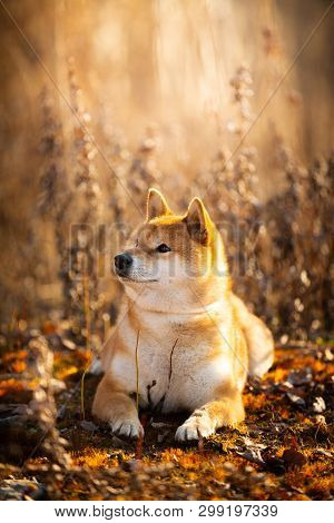 Profile Portrait Of A Cutel Red Dog Breed Shiba Inu Lying In The Field At Golden Sunset. Beautiful J
