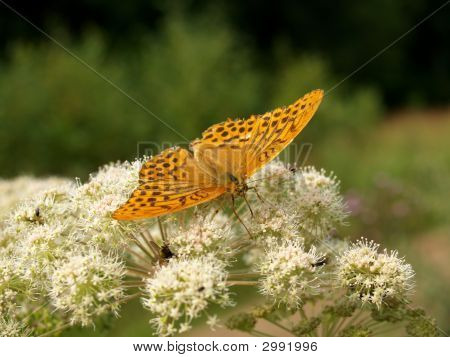 ผีเสื้อจากอากาศปานกลางของรัสเซีย 18