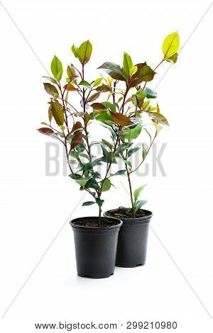 Photinia  Plants In Black Pot Isolated On White. Ready For Planting.