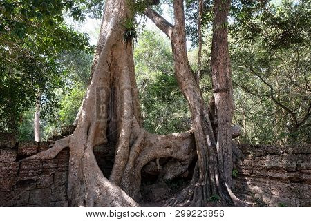The Ruins Of Ancient Buildings, Absorbed By The Jungle. Huge Tree Roots Tetrameles. Antique Stonewor