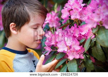 Spring Portrait Of Cute Attractive 10 Year Old Boy Smelling Blossoming Pink Rhododendron In The Gard