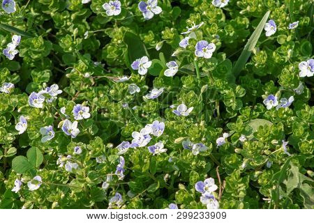Veronica Filiformis Slender Speedwell Little Blue Flowers Bloomed In The Garden, Delicate Flower Bac