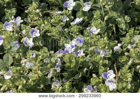 Veronica Filiformis Slender Speedwell Little Blue Flowers Bloomed In The Garden, Delicate Flower Bac