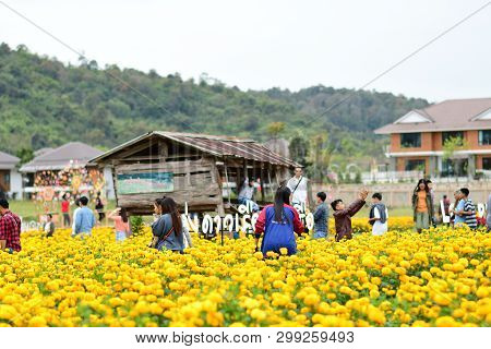 Loei Thailand - December 30 : Tourists  Are Visiting At Marigold Field It Is A Popular Flower Garden