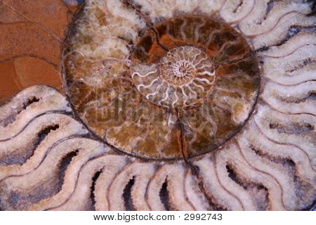 Ammonite sekce