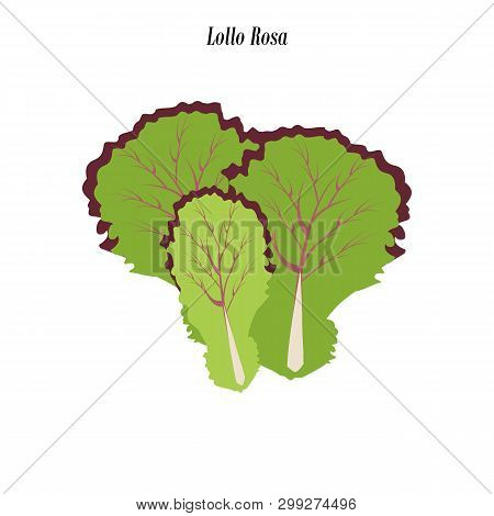 Lollo Rosa Lettuce Illustration On The White Background. Vector Illustration