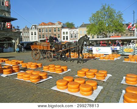 Wheels Of Gouda Cheese Delivered By Horse Drawn Cart To The Traditional Gouda Cheese Market, The Net