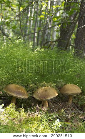 Tasty And Healthy Mushrooms Grow In The Autumn Siberian Taiga
