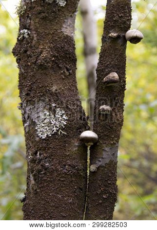 Birch Fungus Or Inonotus Obliquus. Used In Medicine As A Remedy For Cancer And Gastritis, As Well As