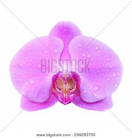 Pink Orchid Flower Isolated On White Background