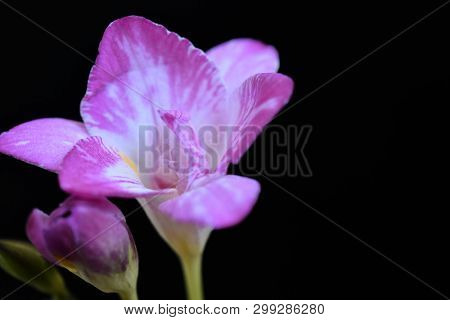 Very Nice Colorful Freesia Close Up In The Sunshine