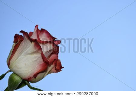 Very Pretty Colorful Rose Close Up In The Sunshine