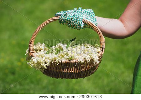 Woman Holding Freshly Picked Elderflower For Cordial Preparation, Selective Focus