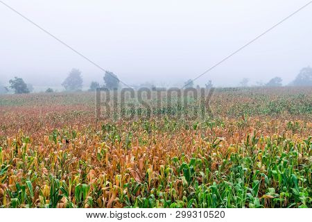 Fog In The Rain On Corn Field.