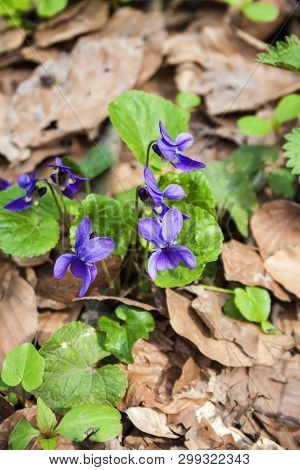 Viola Odorata Growing In Spring Forest